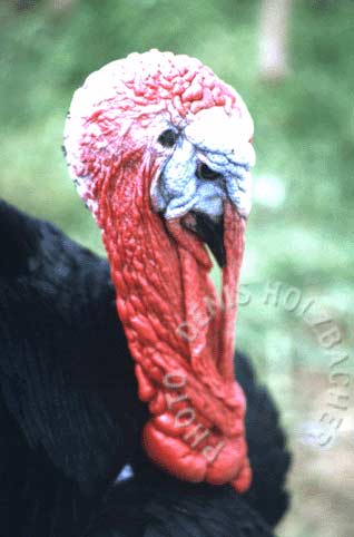 CENA DE NOCHEBUENA DEL DIETISTA.