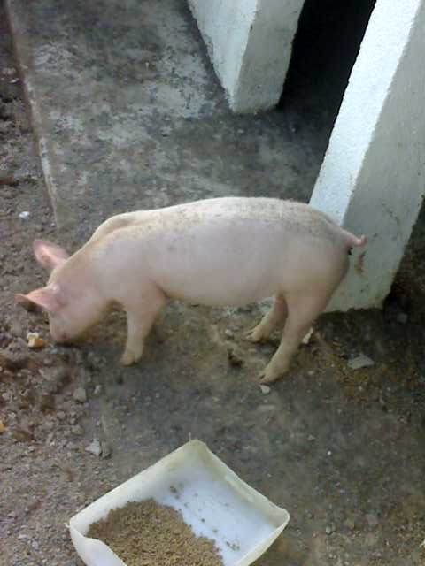 LA DIETA HIPERCAL&Oacute;RICA DE RONNI