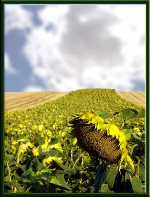 EL SECRETO DE LAS PIPAS PELADAS