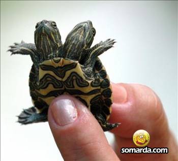 CUATRO OJOS VEN MEJOR QUE DOS